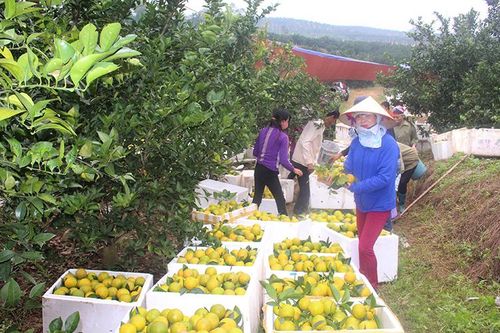 Bắc Giang kết nối tiêu thụ nông sản