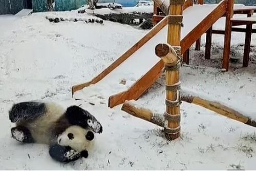 Cặp gấu trúc sinh đôi nghịch ngợm chơi trò cầu trượt sau cơn bão tuyết