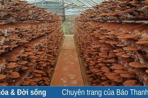 Hành trình tạo ra 3 sản phẩm OCOP từ cây nấm của chàng kỹ sư ngành điện