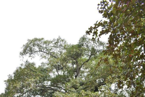 Dưới bóng cây đa cổ