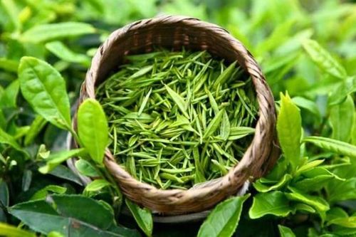 Đài Loan (Trung Quốc) lưu ý về Giấy chứng nhận kiểm dịch thực vật