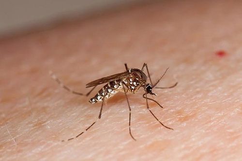Không có muỗi thì không có sốt xuất huyết