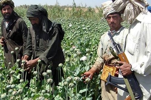 Taliban liệu có thể xóa bỏ 'nền kinh tế thuốc phiện' ở Afghanistan?