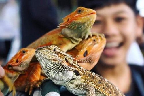 Người đẹp và quái thú