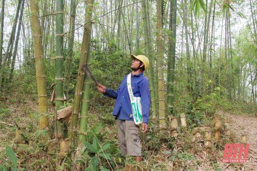 Dự ước hỗ trợ 16.020 triệu đồng phát triển vùng luồng thâm canh