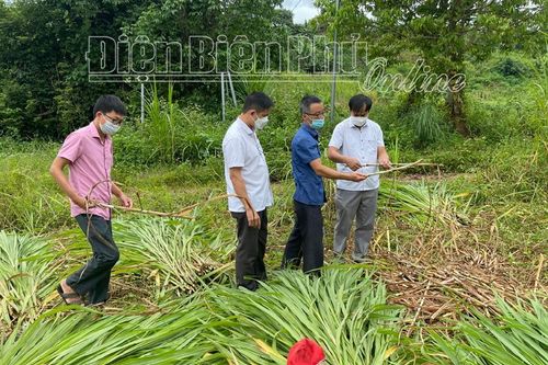 Đảng viên gương mẫu phát triển kinh tế