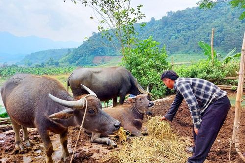 Người dân vùng cao Bát Xát chống chọi với giá rét