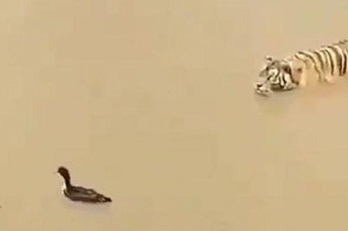 Clip: Vịt chơi trò 'mèo vờn chuột' với hổ