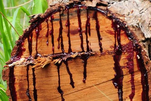 'Dòng máu' chứa chất độc kinh dị của loài cây khỉ không dám leo: Mù mắt ngay tức khắc!