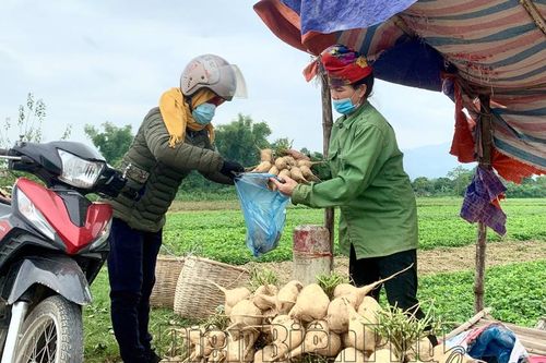 Củ đậu rớt giá, khó tiêu thụ