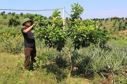 Thanh Ba thực hiện chính sách hỗ trợ phát triển nông nghiệp