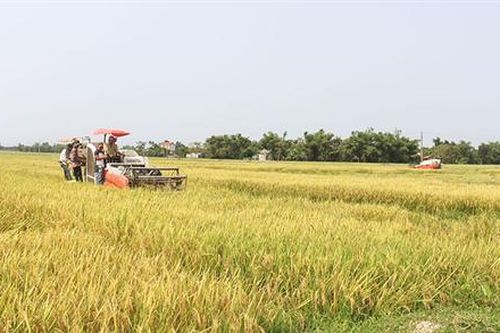 Hải Lăng từng bước nâng cao hiệu quả hoạt động của hợp tác xã
