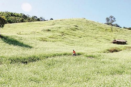 Mộc Châu mùa cải trắng