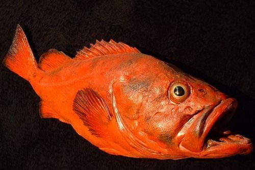 Khó tin loài cá 'xấu như ma', sống qua 2 thế kỷ vẫn khỏe re