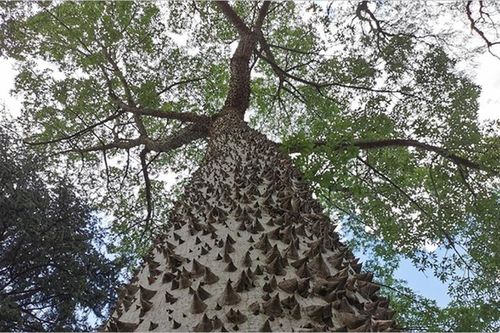 Kinh dị loài cây chứa chất độc khỉ không dám leo, sờ vào mù mắt!