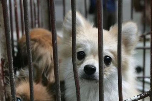 Dư luận Trung Quốc lại 'dậy sóng' vì vụ đánh chết chó của người đi cách ly