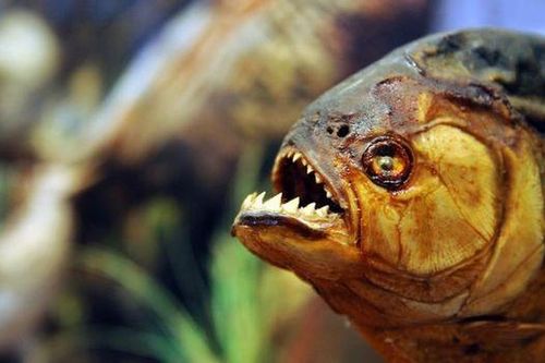 Kinh hoàng người đàn ông bị cá piranha ăn thịt