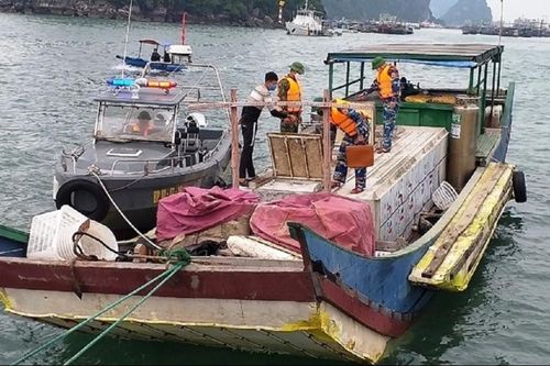 Quảng Ninh: Bắt giữ bè mảng chở 2,3 tấn cá tầm không rõ nguồn gốc