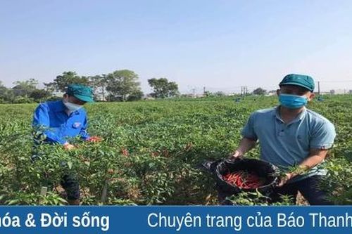 Đoàn xã Định Hưng giúp hộ dân vùng phong tỏa thu hoạch ớt