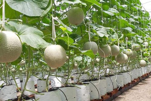Năm 2022 sẽ chuyển đổi hơn 6.000ha sang rau màu, cây ăn trái