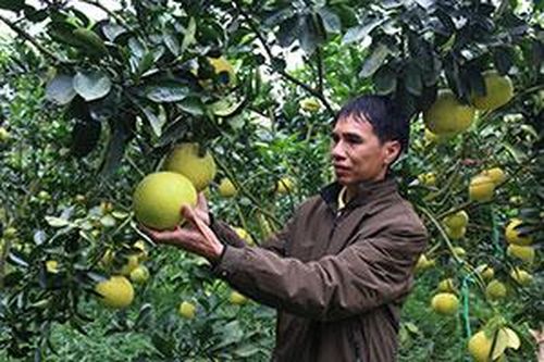 Làm giàu từ mô hình trồng bươỉTin khácMời bạn đọc, cộng tác viên gửi bài, ảnh cho Báo Lạng Sơn số Tết Dương lịch và Xuân Nhâm Dần 2022Doanh nghiệp nhỏ và vừa vững vàng vượt qua đại dịch