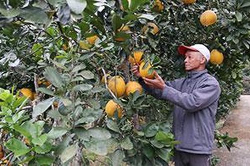 Hiệu quả kinh tế từ trồng bươỉTin khácMời bạn đọc, cộng tác viên gửi bài, ảnh cho Báo Lạng Sơn số Tết Dương lịch và Xuân Nhâm Dần 2022Doanh nghiệp nhỏ và vừa vững vàng vượt qua đại dịch
