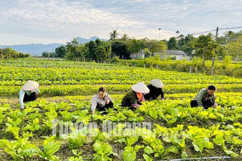 Phát triển vùng chuyên canh ven đô thị