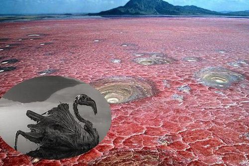 Khám phá hồ nước 'tử thần' biến sinh vật thành 'tượng sống'