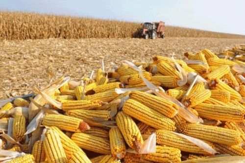 Trung Quốc 'nới' quy định với cây trồng biến đổi gen
