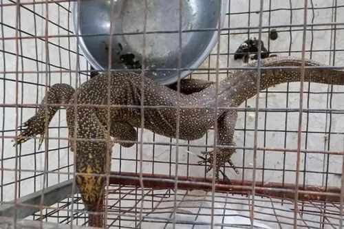 Cá thể kỳ đà vân bị nhốt giữ ở nhà hàng Huế: Quý hiếm sao?