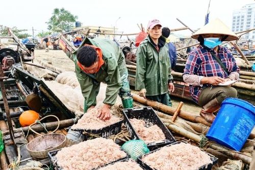 Tới mùa thu hoạch ruốc biển