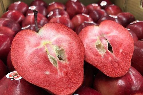 Quả lạ về phố: Táo đỏ thẫm từ trong ra ngoài, chanh rừng dài cả gang tay