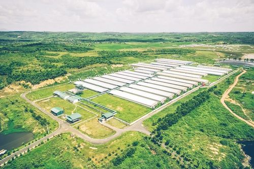 Một tổ chức ngoại 'ôm' trọn lô trái phiếu nghìn tỉ của GreenFeed Việt Nam