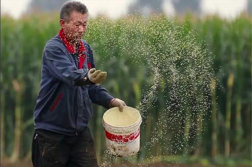 Trung Quốc đề xuất các quy định mới về kiểm duyệt cây trồng biến đổi gen