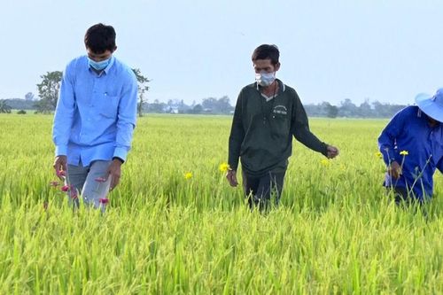 'Lợi ích kép' từ mô hình ứng dụng công nghệ sinh thái