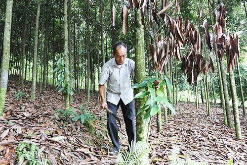 'Điền chủ' đồi Bài