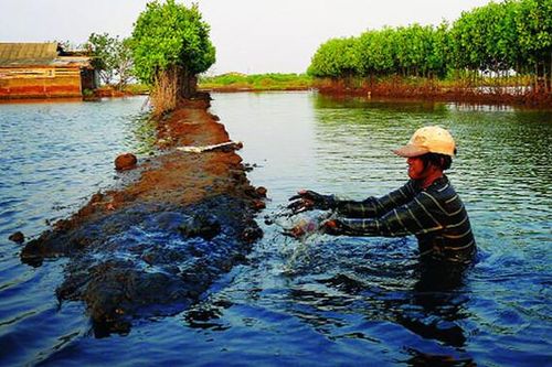 Khám phá nét độc đáo cánh rừng bần của Thành phố Vinh
