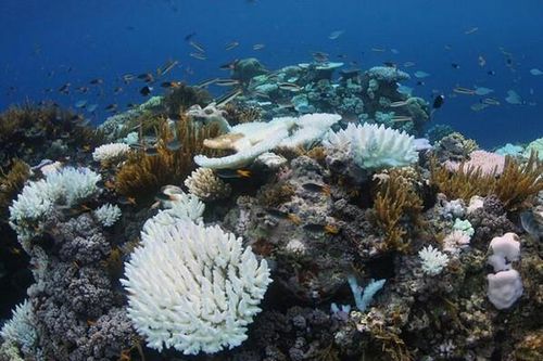 Rạn san hô còn sót lại ở Great Barrier đang kêu cứu