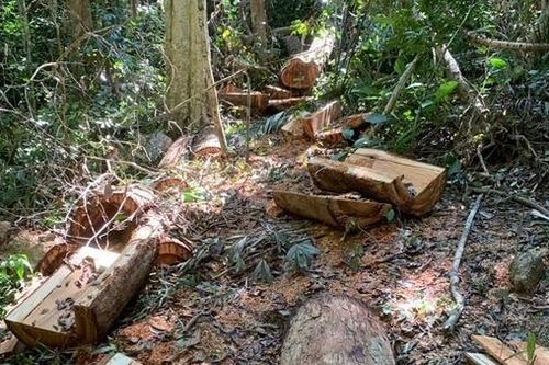 Bắt giữ 2 đối tượng khai thác gỗ hương trái phép