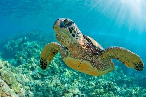 Có quá muộn để cứu đại dương?