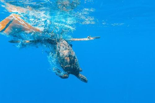 Những con số gây sốc về ô nhiễm biển và đại dương