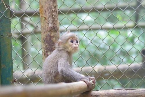 Hai mẹ con Voọc xám ở Thanh Hóa quý hiếm sao được giải cứu gấp?