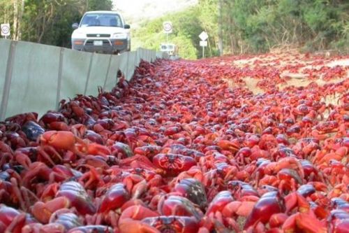 Hàng triệu con cua đỏ di cư từ rừng ra biển, nhuộm đỏ đường xá