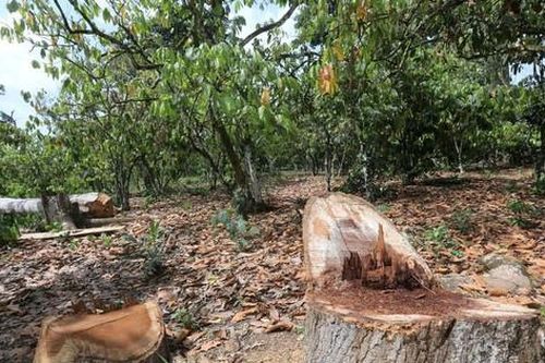 EU sẽ không nhập sản phẩm từ đất rừng bị phá