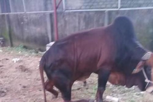 Công an điều tra vụ đàn bò trị giá hàng trăm triệu bị đứt chân