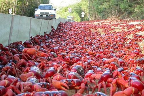 Hơn 50 triệu con cua đỏ ồ ạt di cư từ rừng ra biển, nhuộm đỏ đường sá