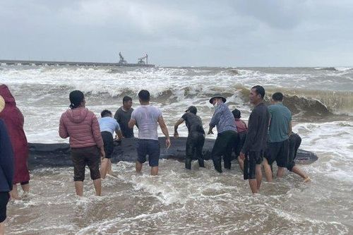 Hàng chục người tham gia giải cứu cá voi bị dạt vào bờ biển