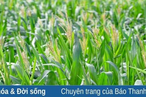 Hiệu quả từ liên kết trồng cây ngô làm thức ăn chăn nuôi bò sữa