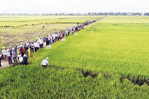 Để nông nghiệp là 'trụ đỡ' của nền kinh tế - Kỳ 1: Đẩy mạnh chuyển dịch theo chiều sâu