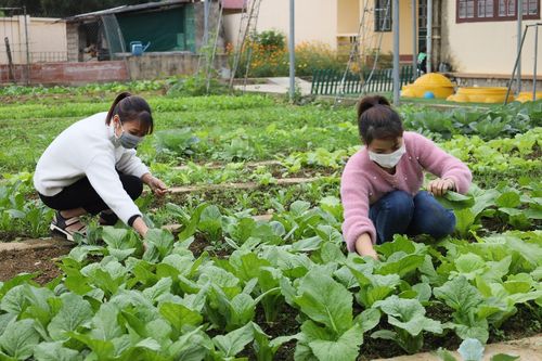 Văn Bàn: Các trường học xoay xở khi rau xanh tăng giá